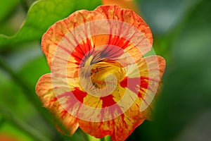 Flower of Garden nasturtium, medicinal plant. Nasturtium flowers.