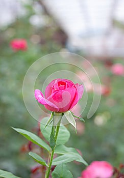 flower in garden natural outdoor