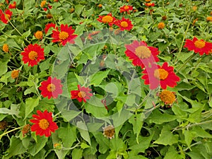 Flower in the garden nature background