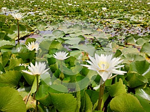 Flower in the garden nature background