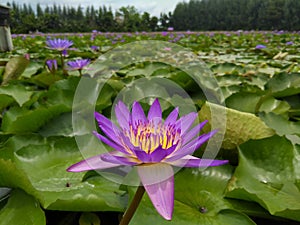 Flower in the garden nature background