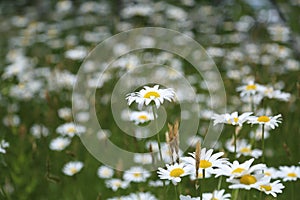 Flower garden of Oxe eye daisy