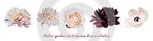 Flower Garden pink Rose, Dahlia Anemone designer different flowers natural peach, burgundy red light pink elements in watercolor s