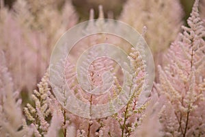 Flower of the garden plant false spirea