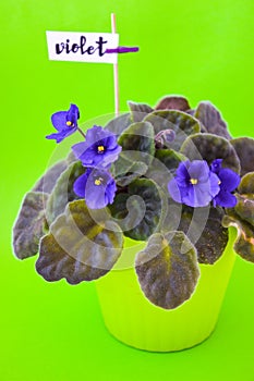 Flower garden plant flora fresh, viplet with blue purple flowers on green pot background
