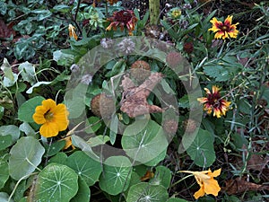 Flower Garden on Rainy Day