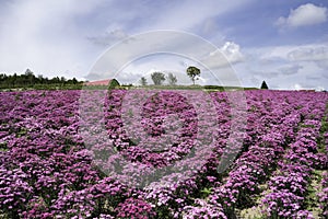 Flower Garden of Shikisai no Oka in Biei, Hokkaido