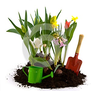 Flower garden in spring