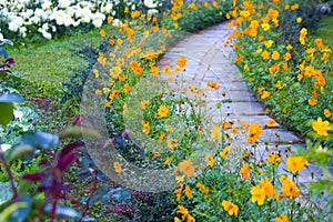 Flower in the garden with stone walkway