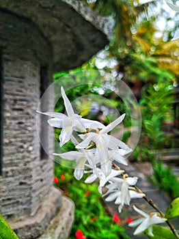 Flower in the garden