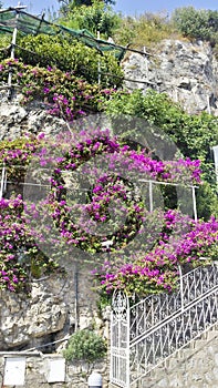 Flower garden and a surveillance camera