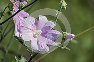 Flower of garden tree-mallow with droplets of dew on the petals photo