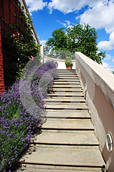 Flower garden up staircase