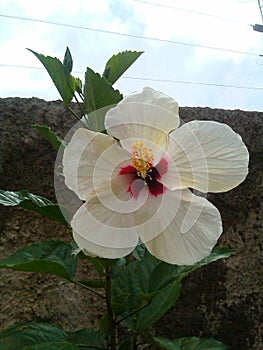 Hermosa Flor de Cayena con Centro Fucsia photo