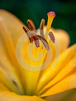 A flower garden yellow day lilies.