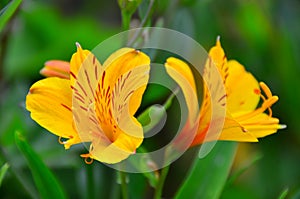 Alstroemeria Peruvian Lily Flower in Garden