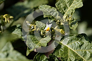 Flor de guirnalda bayas 