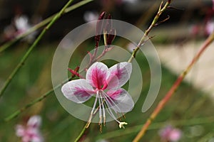 Flower of Gaura lindheimeri Siskiyou Pink. photo