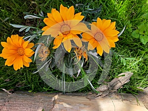The flower of Gazania rigens, African daisy on the background of green grass in the spring garden.