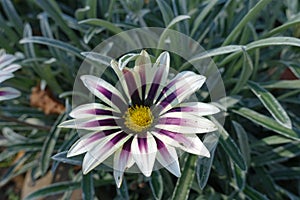 A flower of Gazania rigens `Big Kiss White Flame` in October