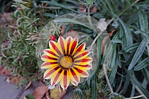 Flower of Gazania rigens Big Kiss Yellow Flame in  October