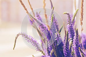 Flower gentle background with summer lilac wild flowers