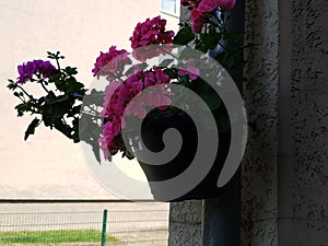 Flower Geranien spring bunt