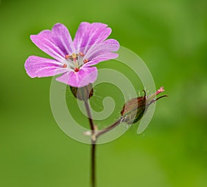Flower of Geranium robertianum, commonly known as herb-Robert, red robin, death come quickly, storksbill, fox geranium, stinking