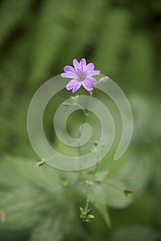 Geranium sylvaticum in the nature photo