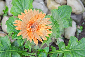 Flower Gerbera Orange with water drops