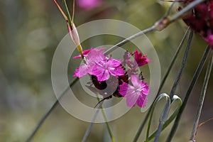 Flower of a giant pink, Dianthus giganteus