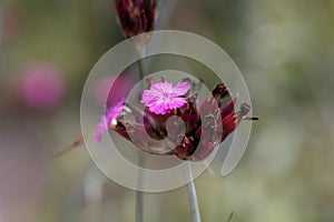 Flower of a giant pink, Dianthus giganteus