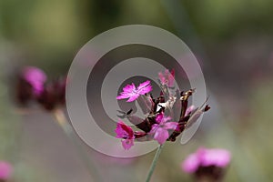 Flower of a giant pink, Dianthus giganteus