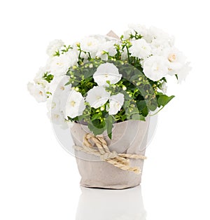 Flower for gift in paper packaging