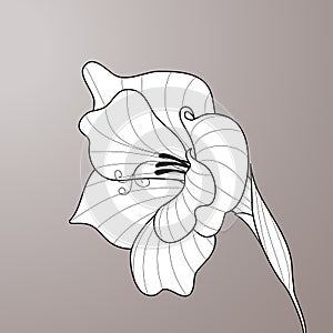 Flower gladiolus. Contour graphic art