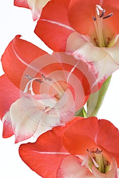 Flower-Gladiolus(NOTE NOT A SELECTION)