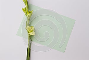 Flower Gladiolus witg empty sheet of paper on white background. Flat lay, top view