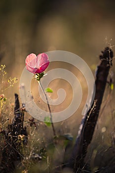 Flower in glassland