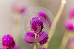 Flower of globe amaranth Gomphrena globose