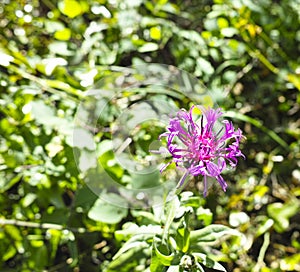 Flower of globularia photo