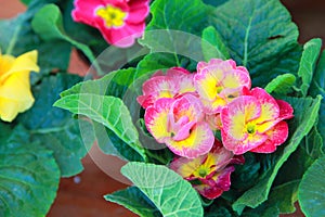 Flower gloxinia