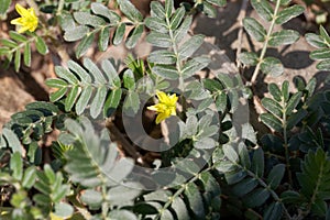 Flower of goat head flower, Tribulus terrestris