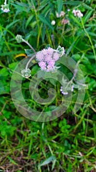 Flower of Goat weed plant ( a medicinal plant use by Manipuri) photo