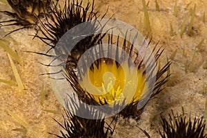 Flower of Golden Barrel Cactus