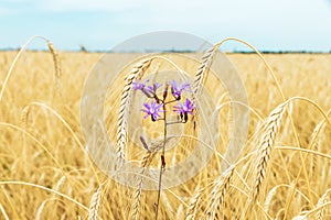 Flower in golden field with crop