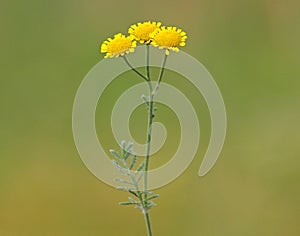 Flower of golden marguerite or yellow chamomile. Cota tinctoria