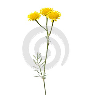 Flower of golden marguerite or yellow chamomile. Cota tinctoria