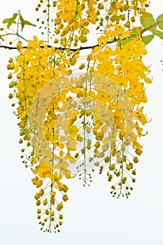 Flower of Golden Shower Tree