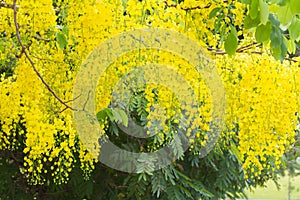 Flower of golden shower tree