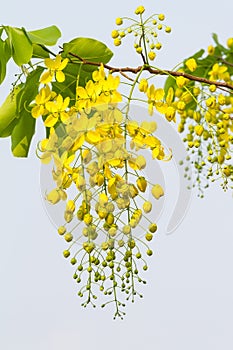 Flower of Golden Shower Tree